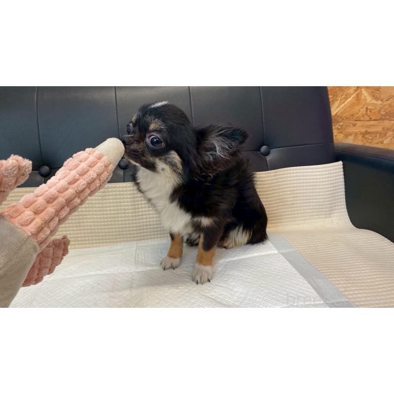 成約済の兵庫県のチワワ(ロングコート)-378076の4枚目